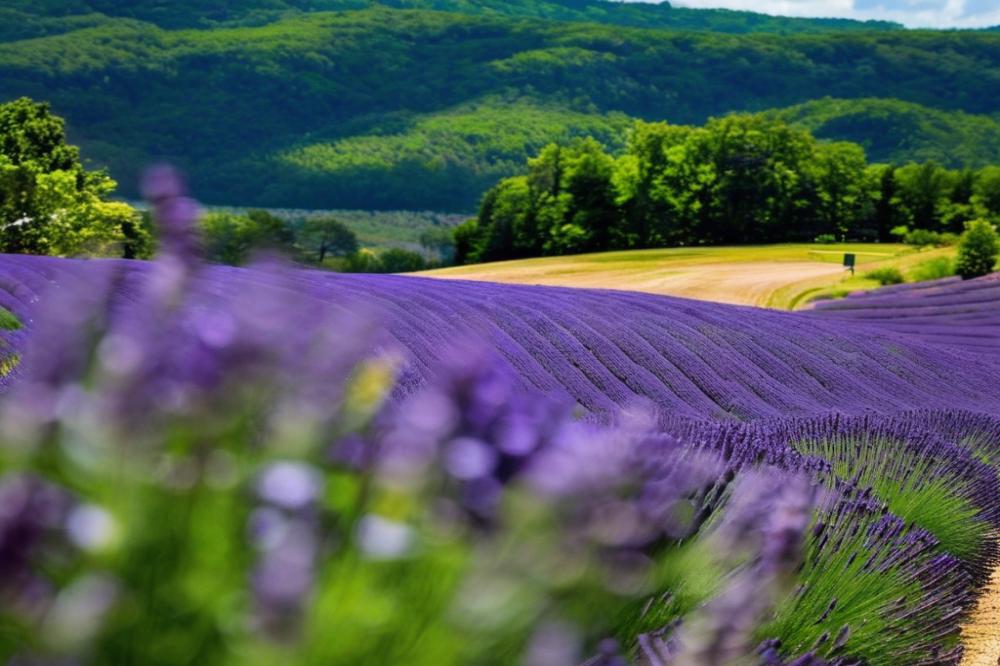 lavender-festival-in-newton-county-a-fragrant-del